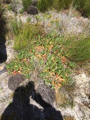Carpobrotus edulis edulis