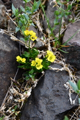 Draba ochroleuca