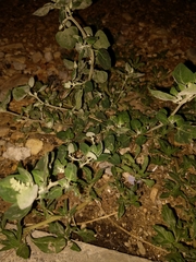Chenopodium vulvaria