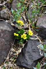Draba ochroleuca