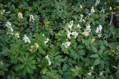 Corydalis bracteata