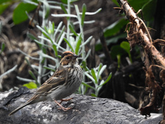 Emberiza pusilla