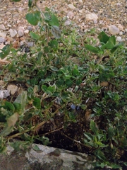 Chenopodium vulvaria