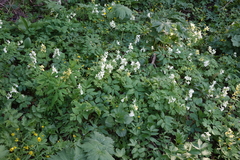 Corydalis bracteata