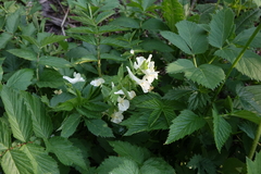 Corydalis bracteata