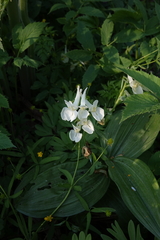 Corydalis bracteata