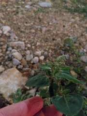 Chenopodium vulvaria