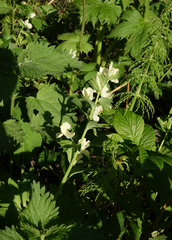 Corydalis bracteata
