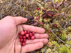 Vaccinium macrocarpon
