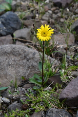Tephroseris integrifolia atropurpurea