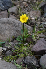 Tephroseris integrifolia atropurpurea