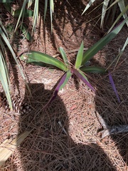 Tradescantia spathacea