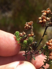 Erica clavisepala