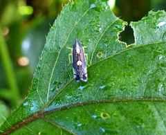 Diedrocephala variegata