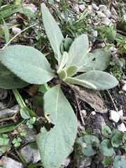 Verbascum thapsus