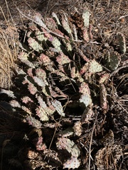 Opuntia basilaris brachyclada