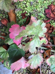 Heuchera maxima
