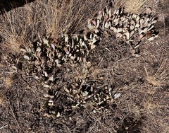Opuntia basilaris brachyclada