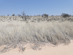 Schmidtia pappophoroides