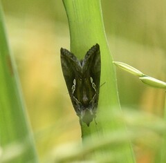 Chrysodeixis eriosoma