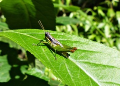 Liebermannacris dorsualis