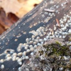 Helicogloea compressa