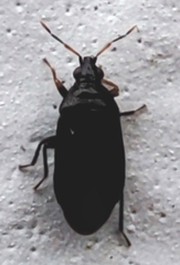 Heteroptera
