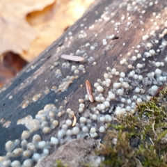 Helicogloea compressa