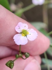 Alisma lanceolatum
