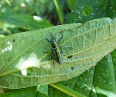 Naupactus auricinctus