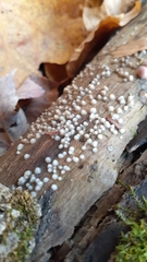 Helicogloea compressa