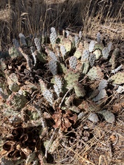 Opuntia basilaris brachyclada