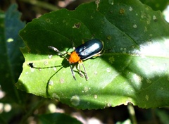 Cacoscelis marginata