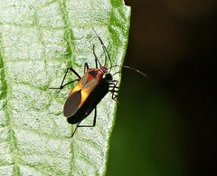 Hypselonotus interruptus