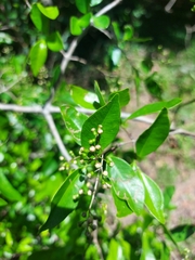 Sebastiania commersoniana