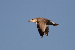 Larus fuscus