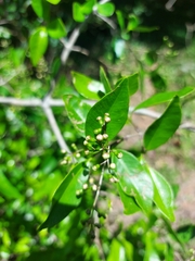 Sebastiania commersoniana