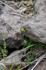 Draba pauciflora