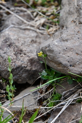 Draba pauciflora