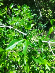 Sebastiania commersoniana