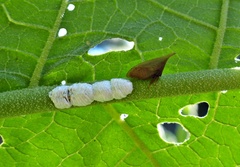 Enchenopa squamigera