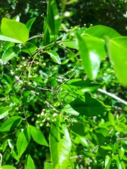 Sebastiania commersoniana