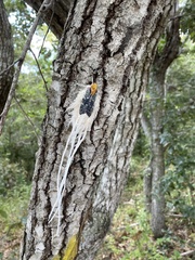 Cerogenes auricoma