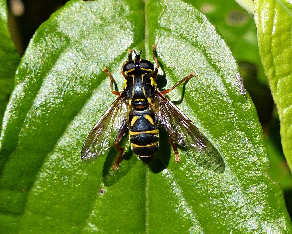 Lycopale chrysotaenia