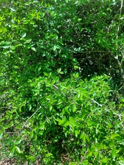 Sebastiania commersoniana