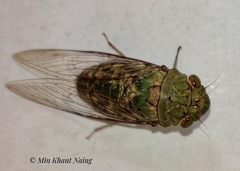 Dundubia spiculata