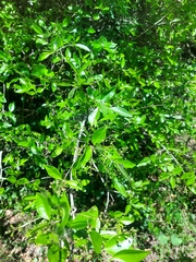 Sebastiania commersoniana