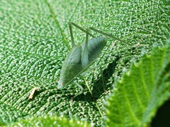 Anaulacomera