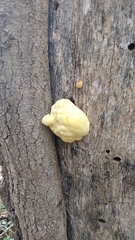 Laetiporus gilbertsonii