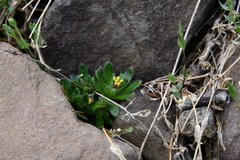 Draba pauciflora